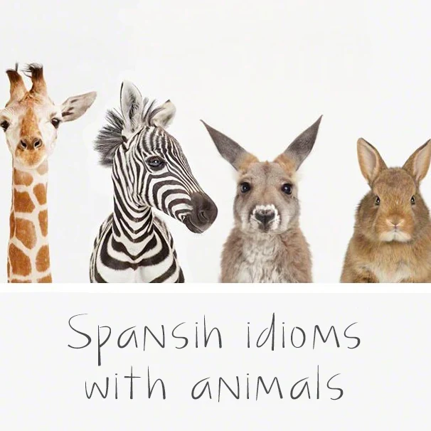 10 Funny Spanish Idioms With Animals