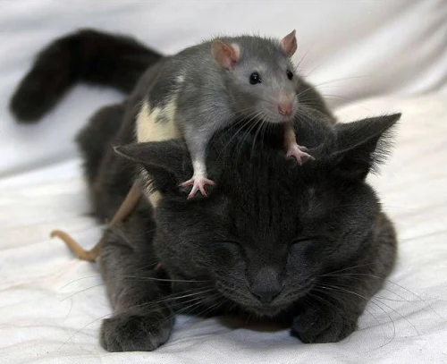 Spanish animal idiom: Cuando el gato no esta, los ratones bailan