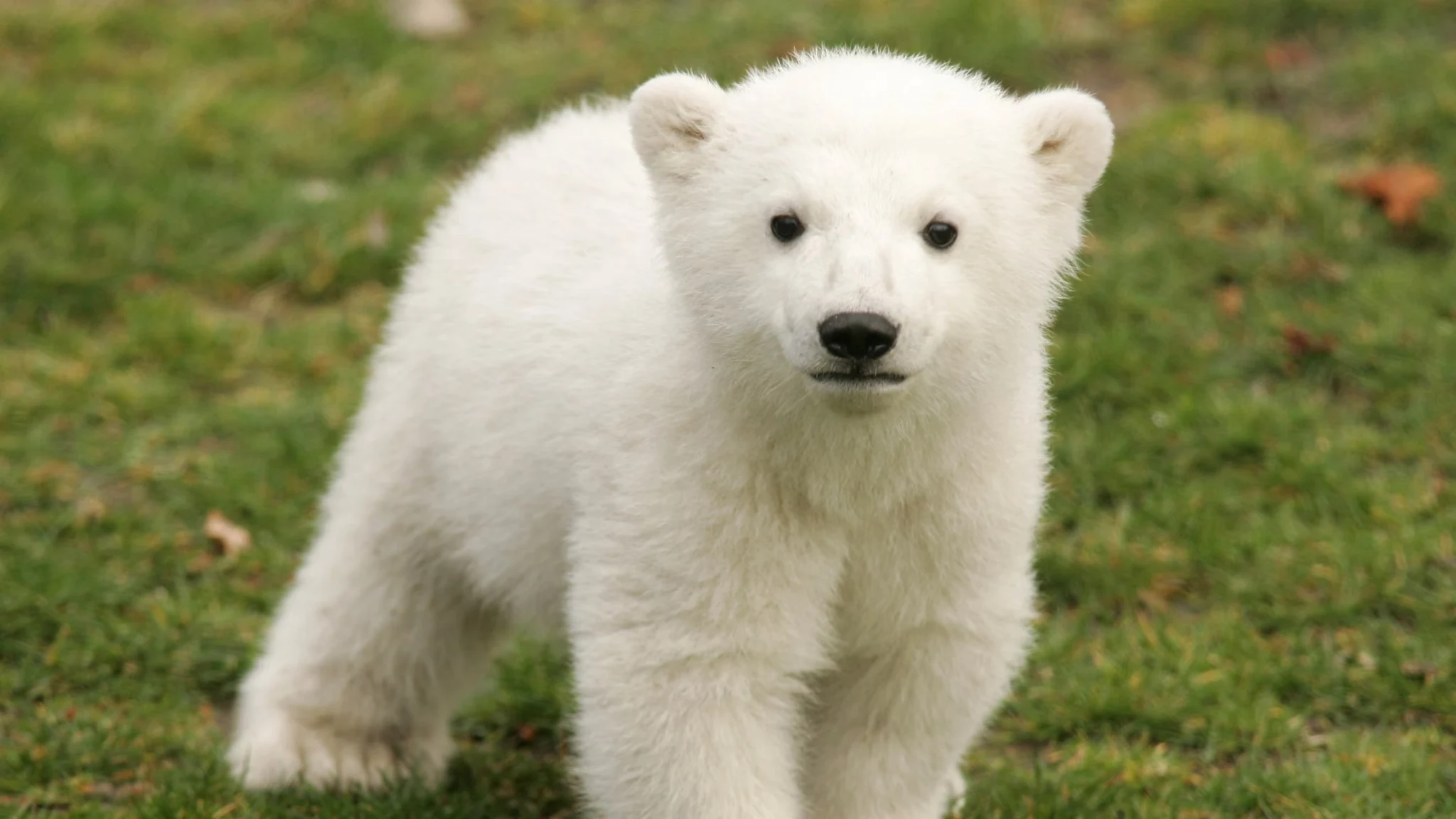 Spanish animal idiom: Comer como un oso