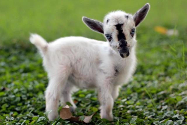 Spanish animal idiom: Estar como una cabra
