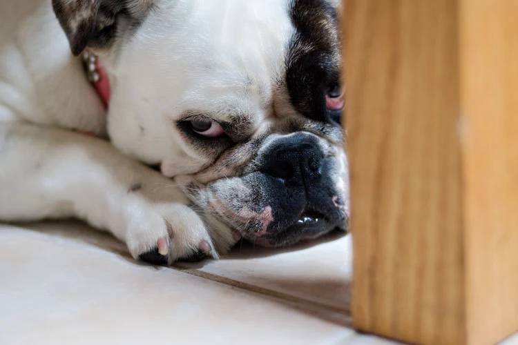 Spanish animal idiom: Tener un humor de perros