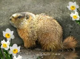 Spanish animal idiom: Dormir como una marmota