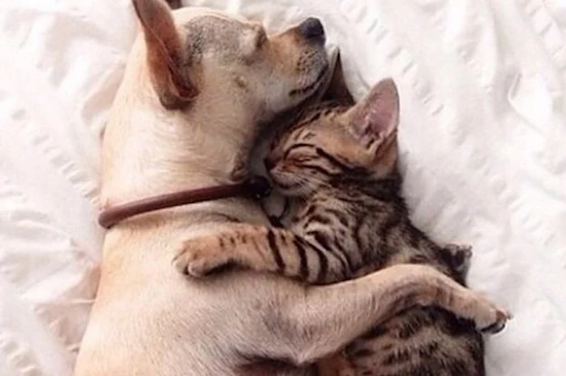 Spanish animal idiom: No hay perro ni gato que no lo sepa