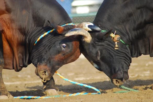 Spanish animal idiom: Armar mas ruido que un buey por un tejado