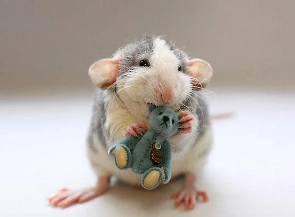 Spanish animal idiom: Ser mas pobre que una rata