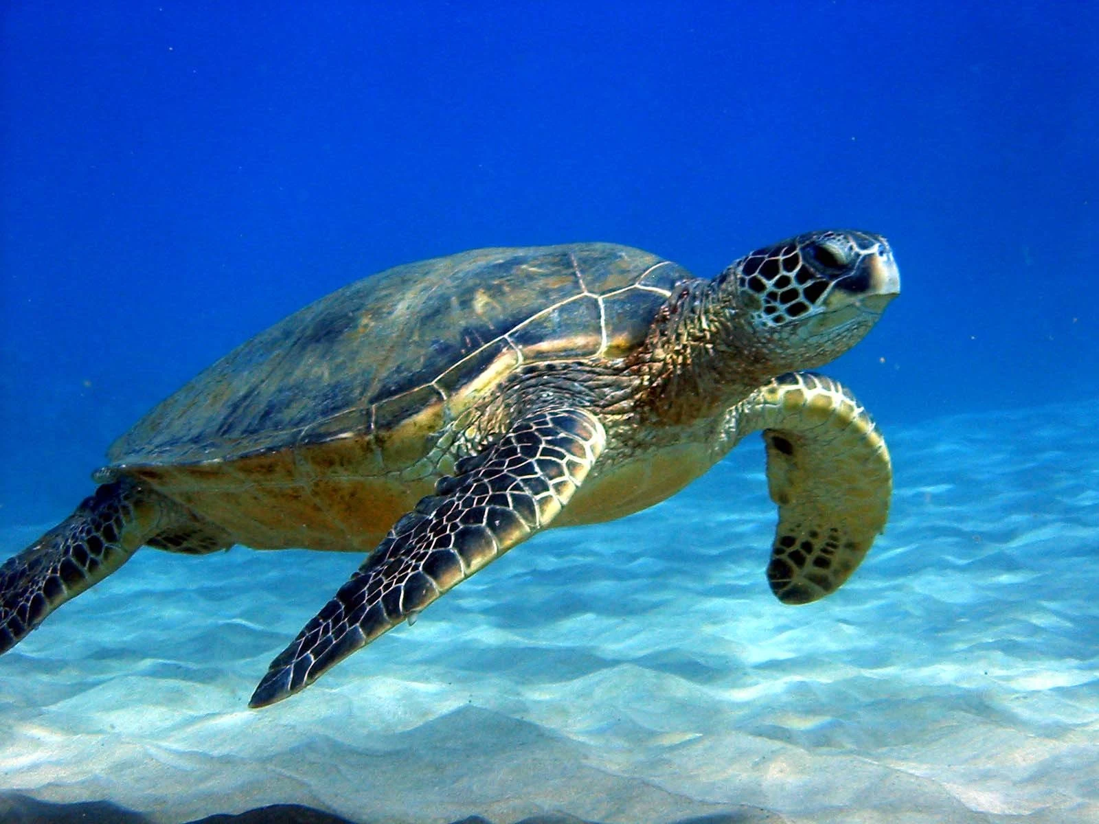 Spanish animal idiom: Ir a paso de tortuga